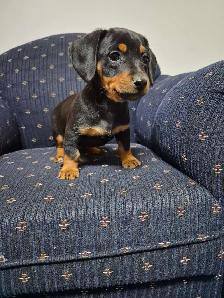 dachshund puppies - Photo 3