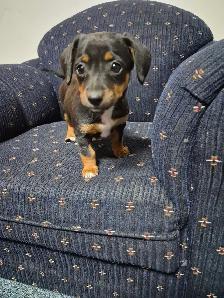 dachshund puppies - Photo 4