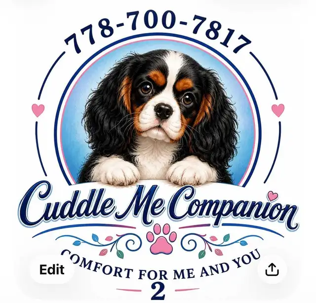 beautiful king Charles cavalier puppys