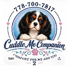 beautiful king Charles cavalier puppys
