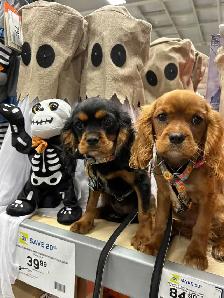 beautiful king Charles cavalier puppys - Photo 2