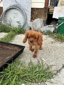 beautiful king Charles cavalier puppys - Photo 3