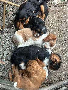 beautiful king Charles cavalier puppys - Photo 4