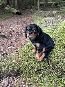 beautiful king Charles cavalier puppys - Photo 5