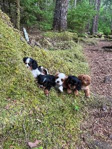 beautiful king Charles cavalier puppys - Photo 6