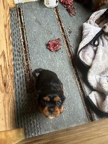beautiful king Charles cavalier puppys - Photo 7