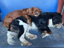 beautiful king Charles cavalier puppys - Photo 8