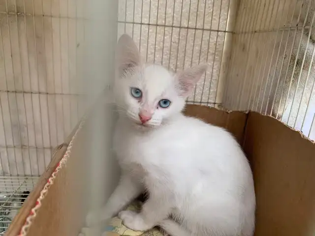 White Kittens for adoption