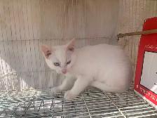 White Kittens for adoption - Photo 2