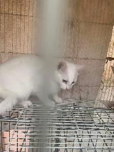White Kittens for adoption - Photo 3