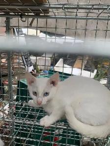 White Kittens for adoption - Photo 4