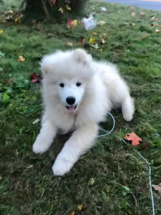 Cute Samoyed Puppy Pure Breed Male