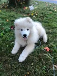 Cute Samoyed Puppy Pure Breed Male
