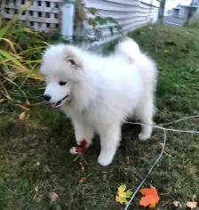 Cute Samoyed Puppy Pure Breed Male - Photo 6