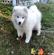 Cute Samoyed Puppy Pure Breed Male - Photo 7