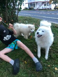 Cute Samoyed Puppy Pure Breed Male - Photo 8