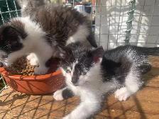 Black and White Kittens for adoption