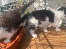 Black and White Kittens for adoption - Photo 2