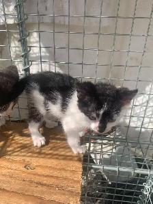 Black and White Kittens for adoption - Photo 3