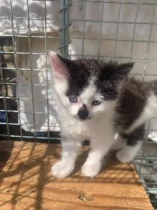 Black and White Kittens for adoption - Photo 4