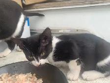 Black and White Kittens for adoption - Photo 5