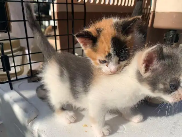Mixed-colour kittens for adoption