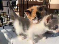 Mixed-colour kittens for adoption
