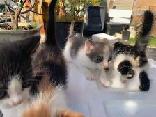Mixed-colour kittens for adoption - Photo 2