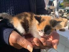 Mixed-colour kittens for adoption - Photo 3