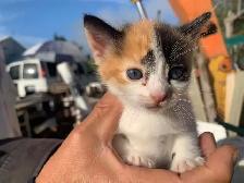Mixed-colour kittens for adoption - Photo 4