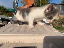 Mixed-colour kittens for adoption - Photo 5