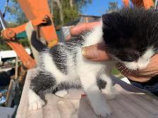 Mixed-colour kittens for adoption - Photo 6