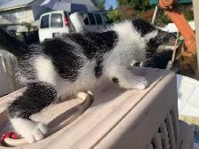 Mixed-colour kittens for adoption - Photo 7