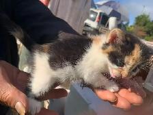 Mixed-colour kittens for adoption - Photo 8