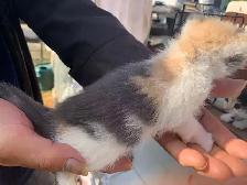 Mixed-colour kittens for adoption - Photo 9