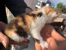 Mixed-colour kittens for adoption - Photo 10
