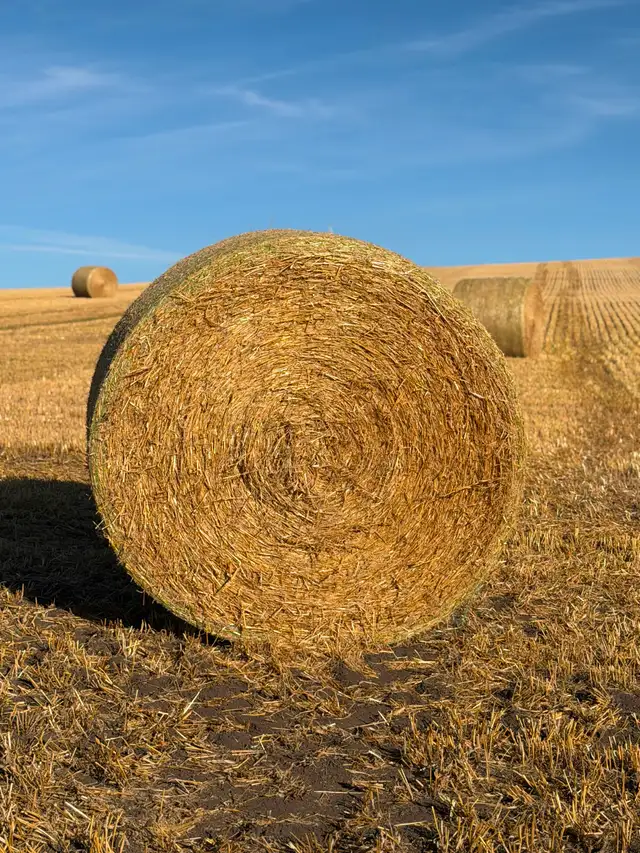 Barley Straw Round Bales