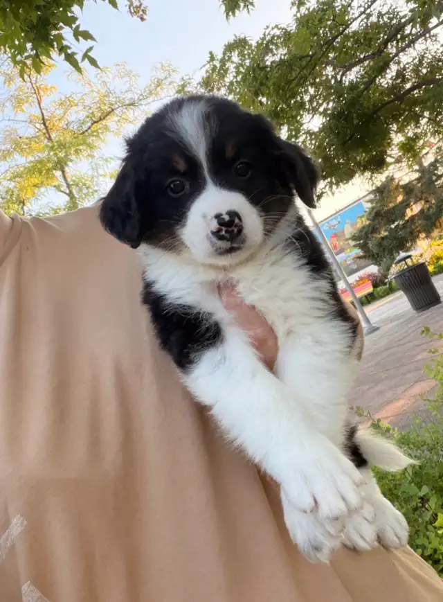 Male Bernedoodle puppy