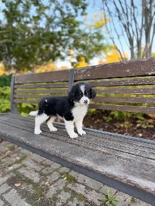 Male Bernedoodle puppy - Photo 2
