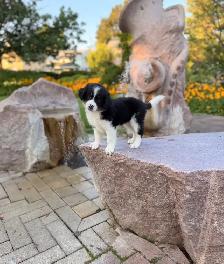 Male Bernedoodle puppy - Photo 3