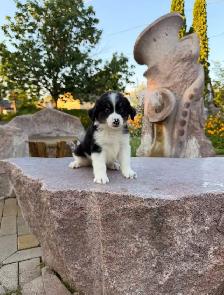Male Bernedoodle puppy - Photo 4