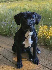 Doberdane Puppies