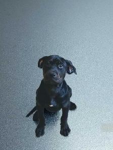 Doberdane Puppies - Photo 2
