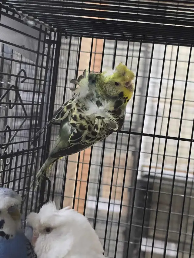 Helicopter Budgies