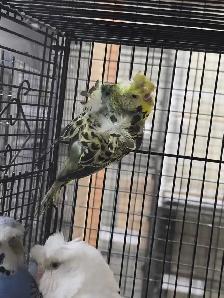 Helicopter Budgies