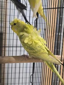 Helicopter Budgies - Photo 2