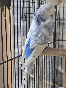 Helicopter Budgies - Photo 3