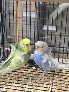 Helicopter Budgies - Photo 4