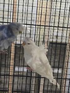 Helicopter Budgies - Photo 5