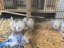 Helicopter Budgies - Photo 6